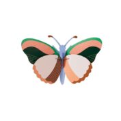 Sycamore Butterfly